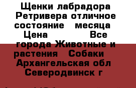 Щенки лабрадора Ретривера отличное состояние 2 месяца › Цена ­ 30 000 - Все города Животные и растения » Собаки   . Архангельская обл.,Северодвинск г.